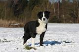BORDER COLLIE 1037